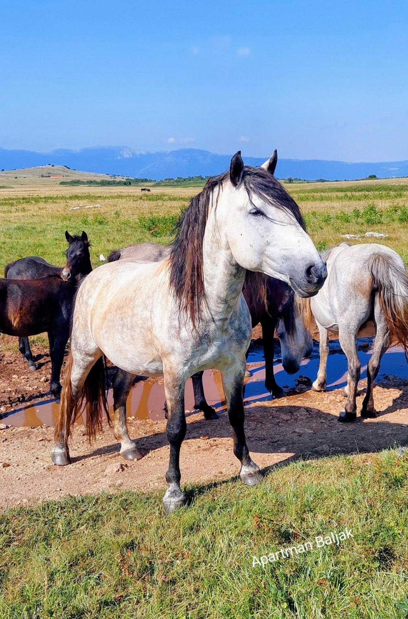 Apartmani Baljak Livno Bagian luar foto